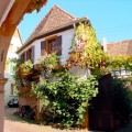 Wine in Germany: Neustadt