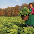 picking grunkohl in Niedersachsen